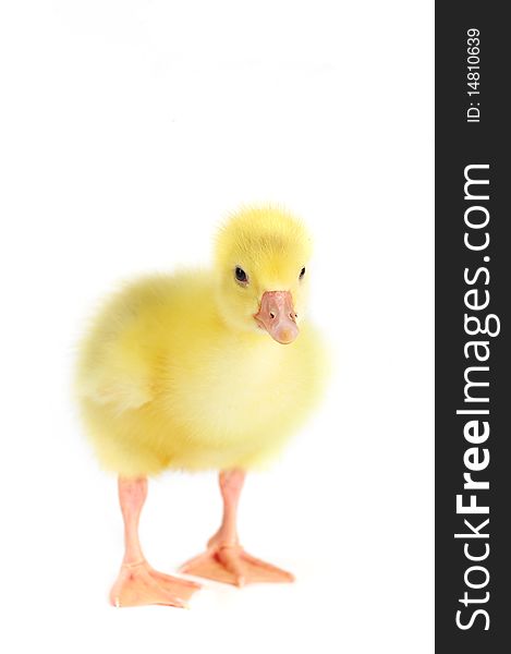 Little yellow fluffy duckling isolated on white