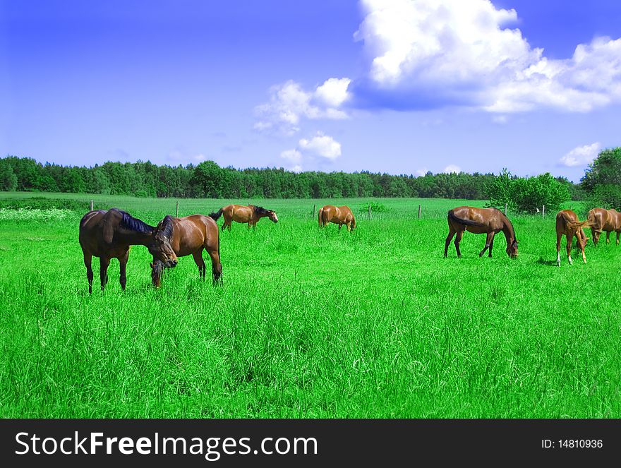 A herd of horses. Horses graze on green field in summer.