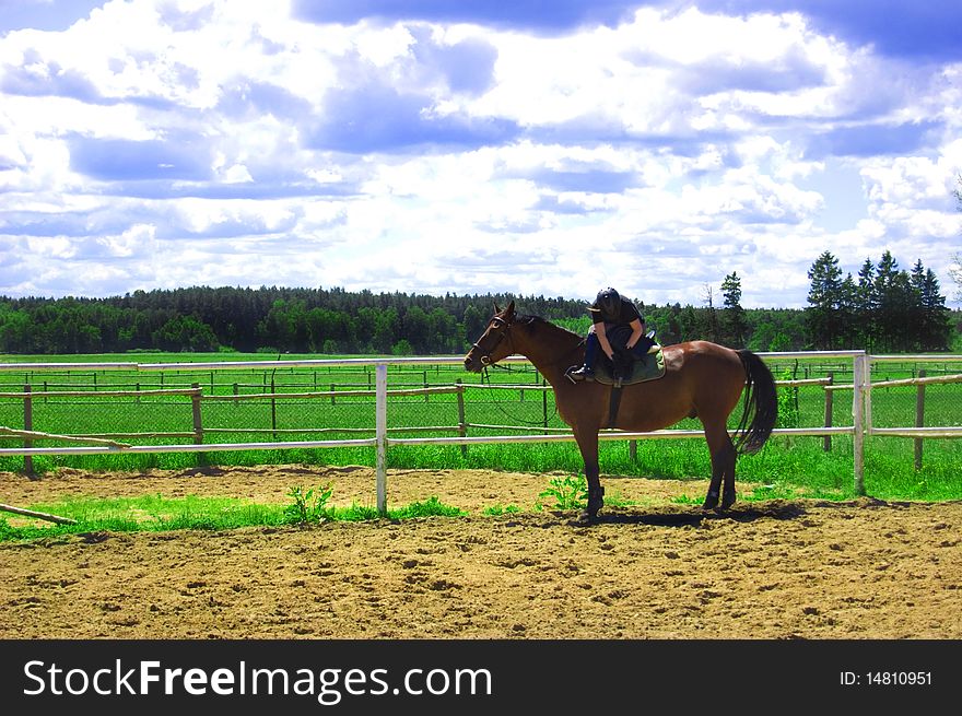 Horse And Green Field.