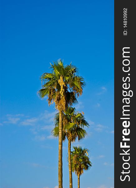 Two Tall palm treen with a clouded blue sky in the background
