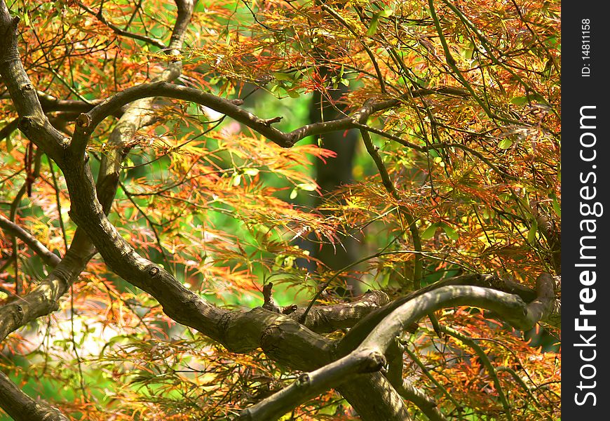 Leaves And Tree Branches