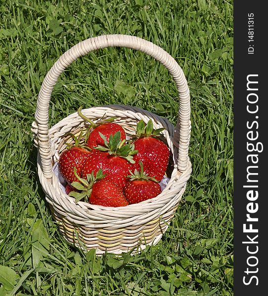 Strawberries in basket on green grass. Strawberries in basket on green grass