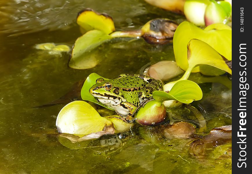 Green toad on leaf in a pond