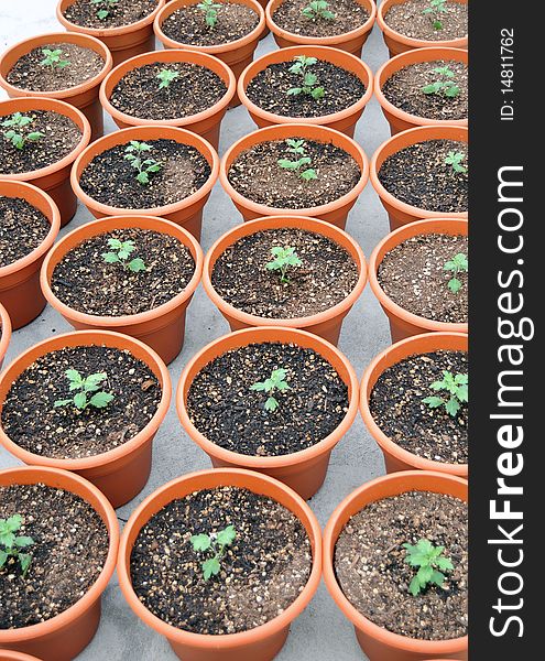 A bunch of potted plants growing inside a greenhouse nursery. A bunch of potted plants growing inside a greenhouse nursery.