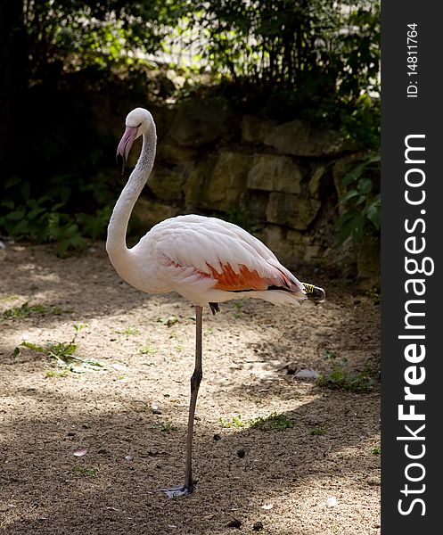 Flamingo standing on one leg in Riga zoo