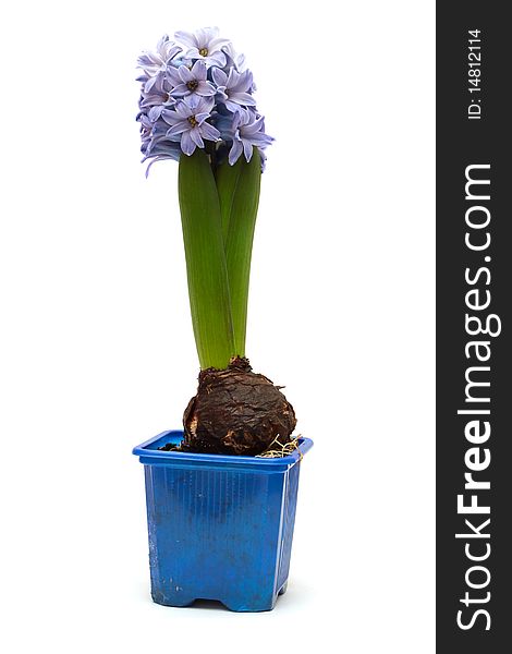 Blue flower hyacinth in a pot