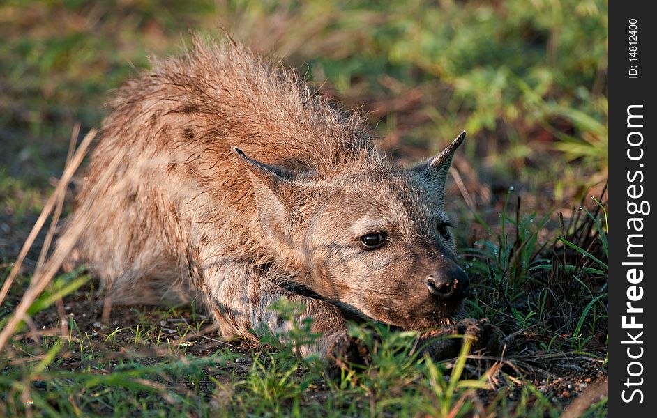 A young spotted hyena (Crocuta crocuta) lying in the wet grass in the early morning light in the Greater Kruger Transfrontier Park, South Africa. A young spotted hyena (Crocuta crocuta) lying in the wet grass in the early morning light in the Greater Kruger Transfrontier Park, South Africa