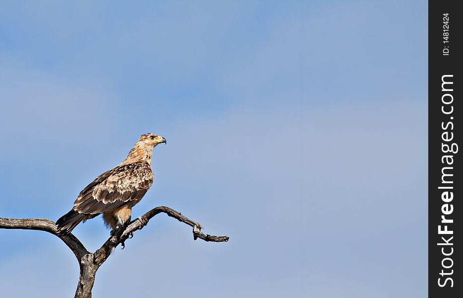 A juvenile tawny eagle (Aquila rapax) perched on a tree in Africa.