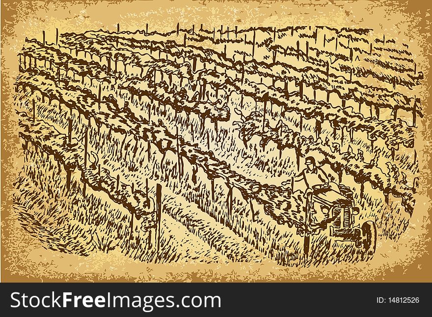 Vineyards - vintage drawing vector illustration