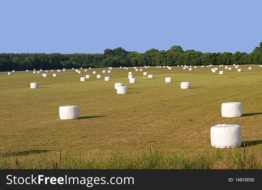 White wrapped round hay bales sit in a field. White wrapped round hay bales sit in a field.