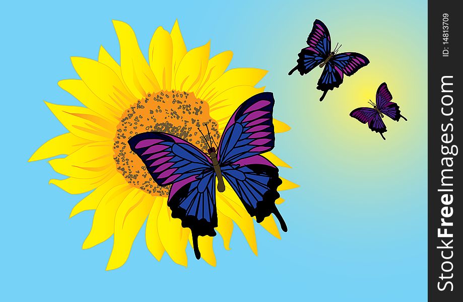 Sunflower with blue butterflies. Vector