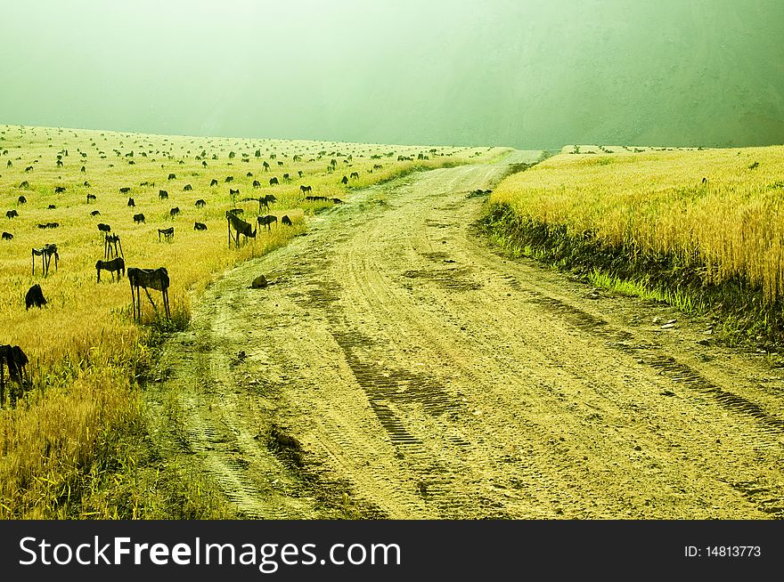 The Golden Field