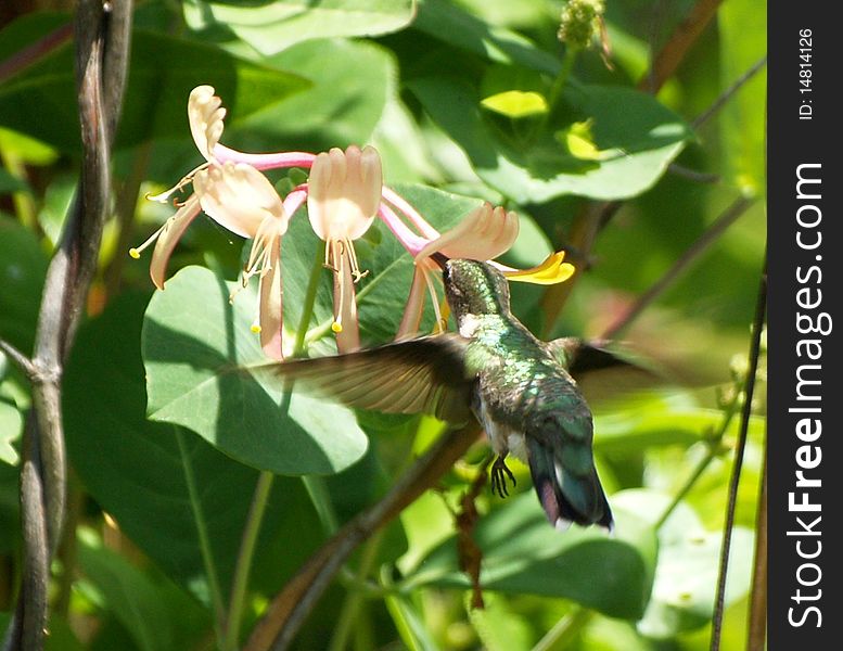 A feeding humming bird this photo was taken in a back yard garden