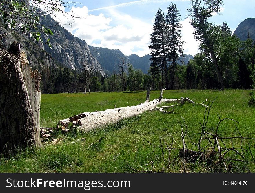 A tranquil meadow in Yosemite National Park. A tranquil meadow in Yosemite National Park