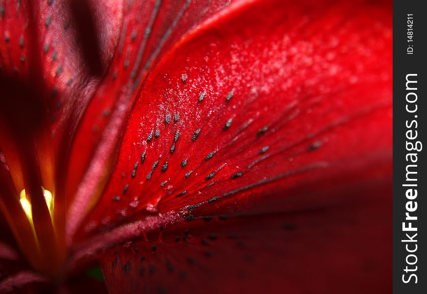 Macro dark red lily flower