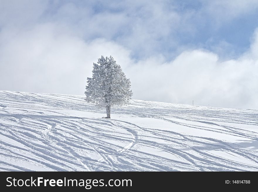 Frozen tree in Vail Colorado