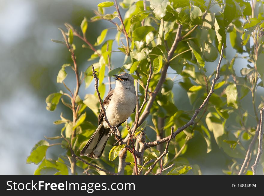 A young North American Mockingbird sits amongst the leaves of a Pear tree in the mid-west United States. Focus is directed to the bird, with selective blurring around the main image.