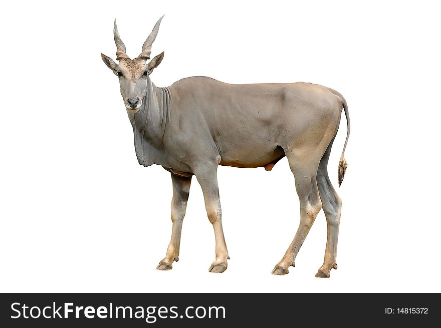 Eland