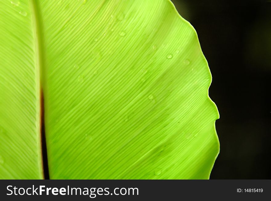 Fern leaf in tropical forrest