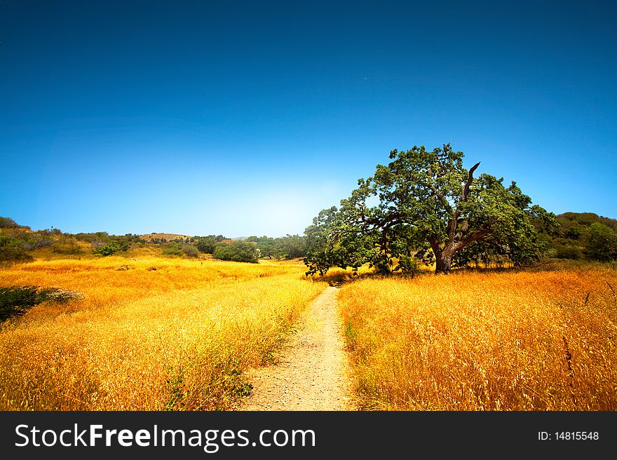 Landscape picture of a tree and a path near LA. Landscape picture of a tree and a path near LA