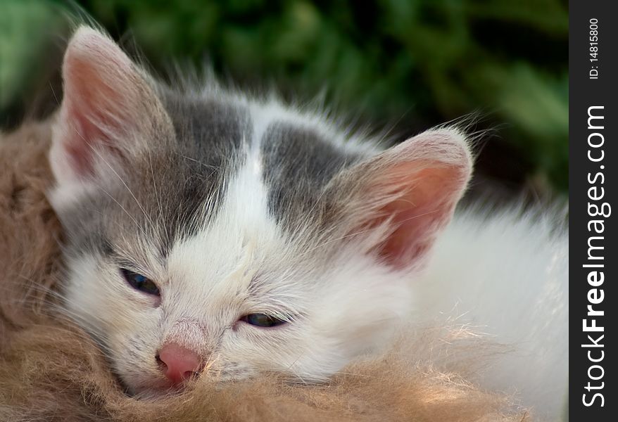 Little kitten falls asleep on his mother back. Little kitten falls asleep on his mother back