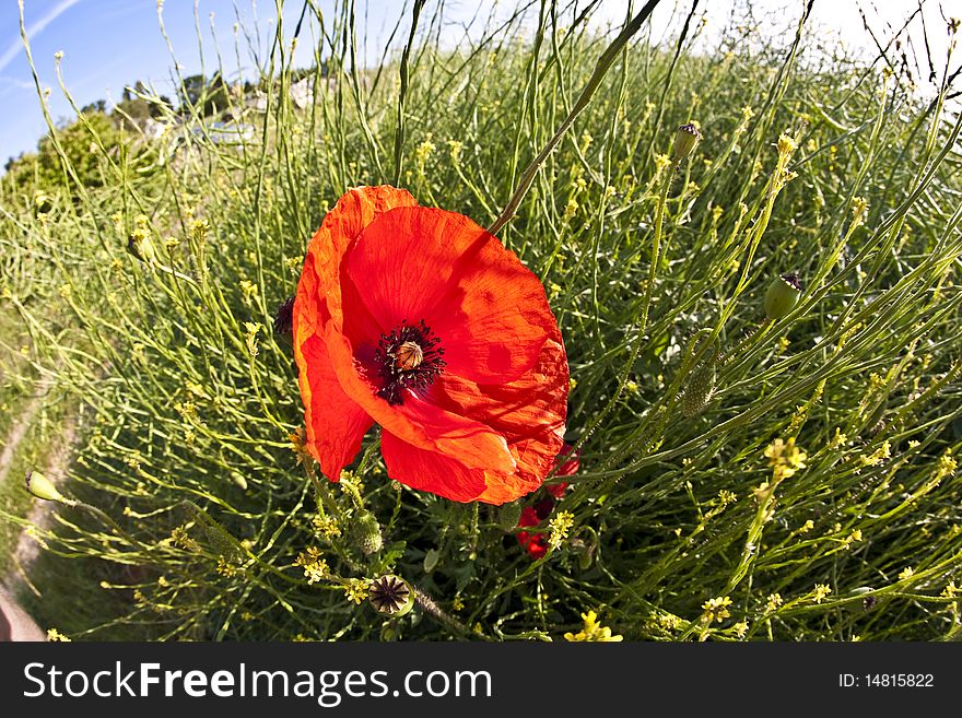 Poppy flower in meadow in morning light. Poppy flower in meadow in morning light