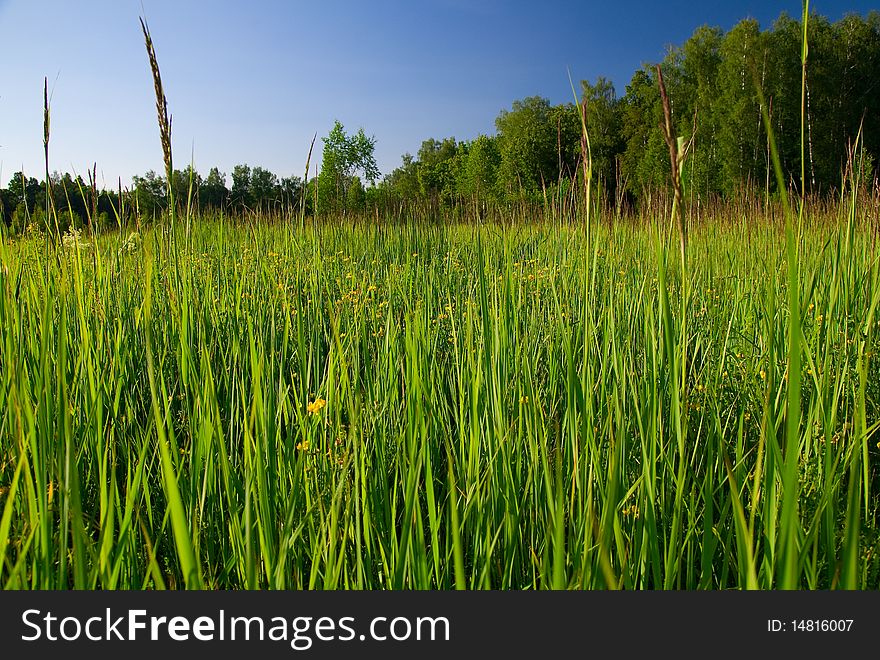 Green grass on a meadow. close-up