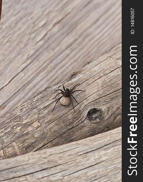 The spider climbed up on a log, very interesting to look printed picture in a frame.