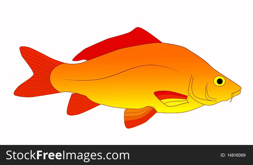 Bright and colorful, beautiful carp