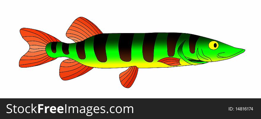 Bright and colorful beautiful predatory pike