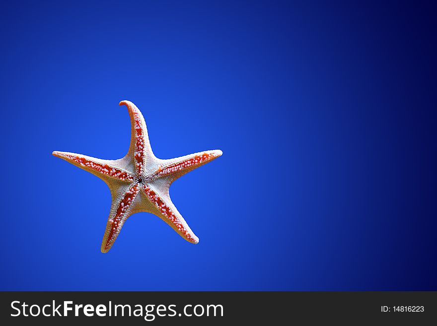 Starfish isolated on blue water background. Starfish isolated on blue water background