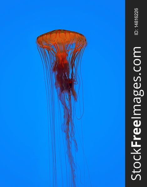 Jellyfish isolated on blue water background