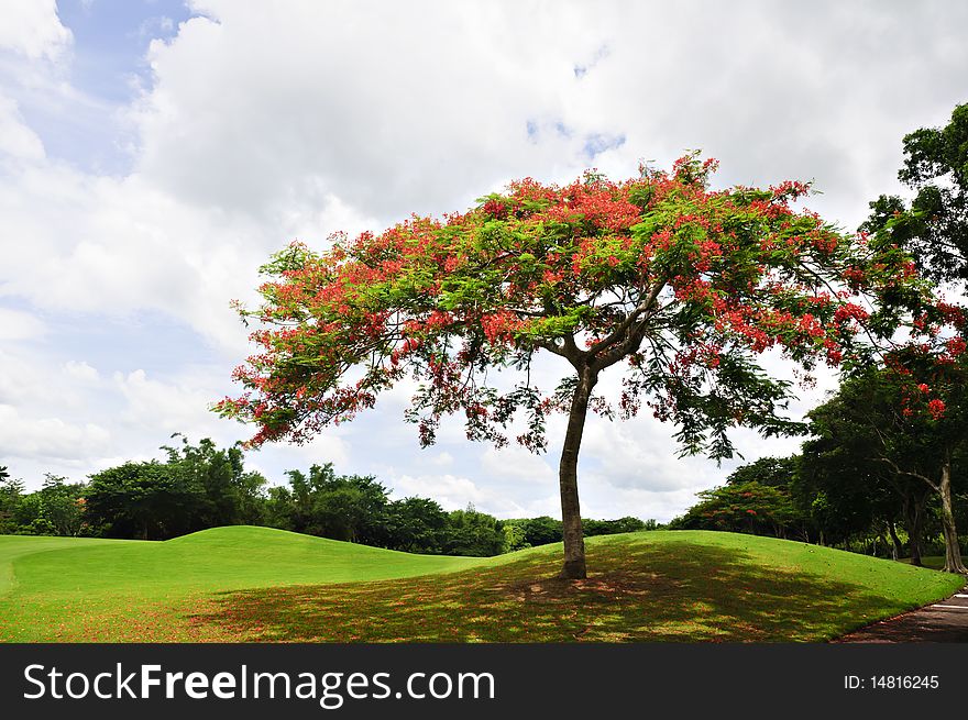 Trees surround a beautiful golf course in the Philippines. Trees surround a beautiful golf course in the Philippines