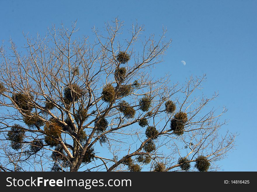 Crone of a tree with evergreen plants which parasitize on branches against the moon. Crone of a tree with evergreen plants which parasitize on branches against the moon