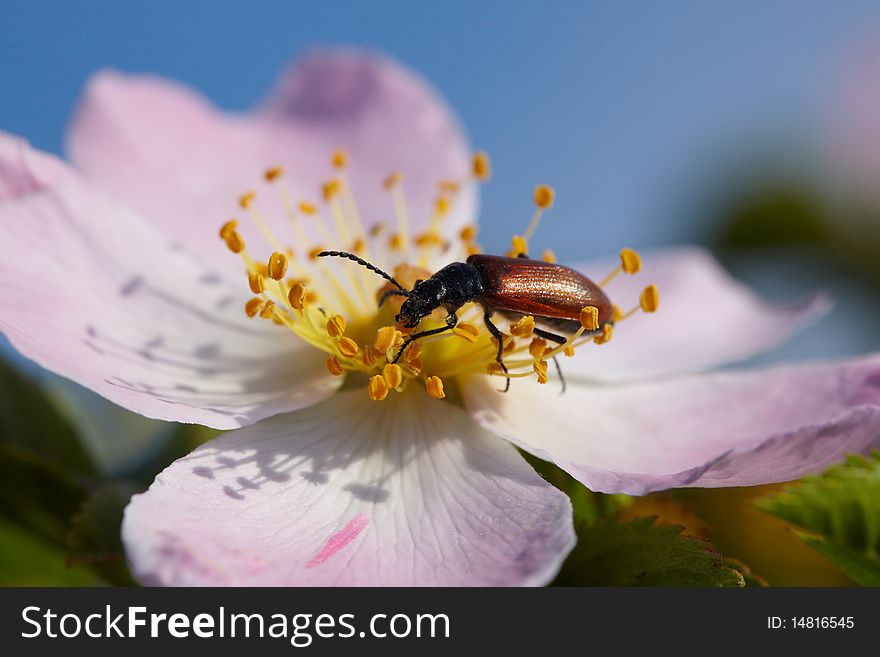 Depredator bug eating a petal of dogrose