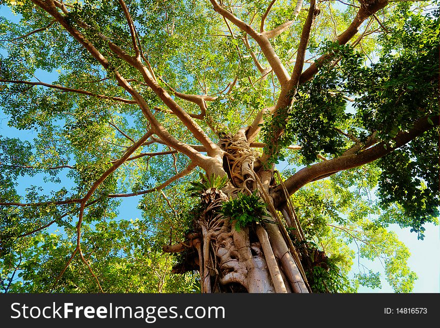 Giant Tree In The Rain Forest