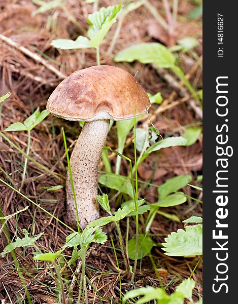 Birch mushroom in wood