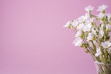 White Flowers Bouquet In Glass Vase On Pink Background Royalty Free Stock Image White Flowers Bouquet In Glass Vase On Pink Background Royalty Free Stock Image
