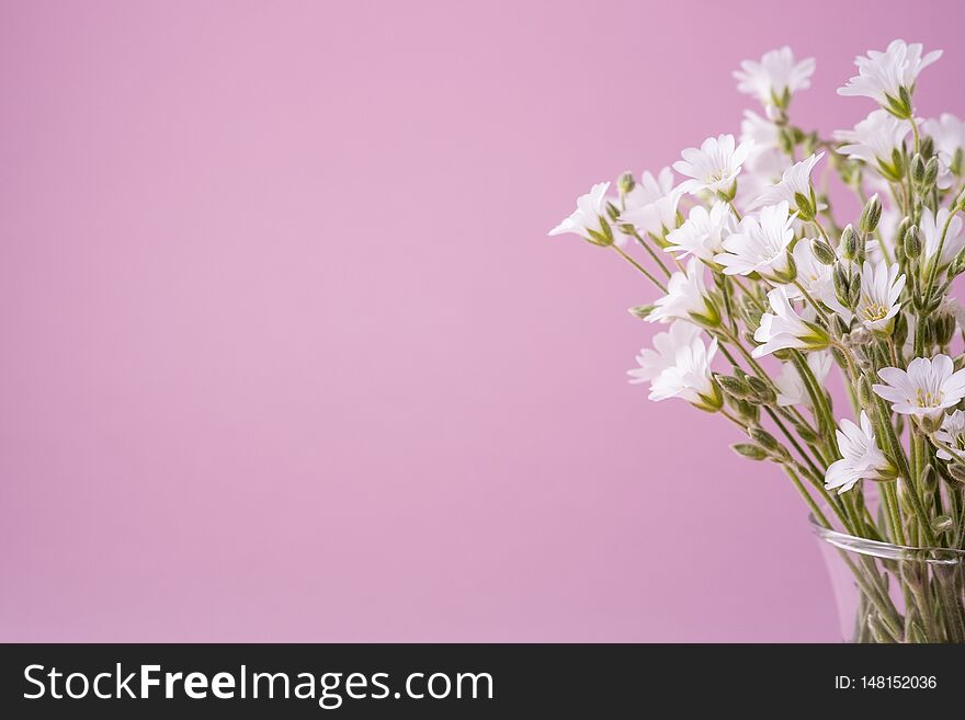 White flowers bouquet in glass vase on pink background template