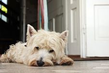 Tired Westie Royalty Free Stock Photo