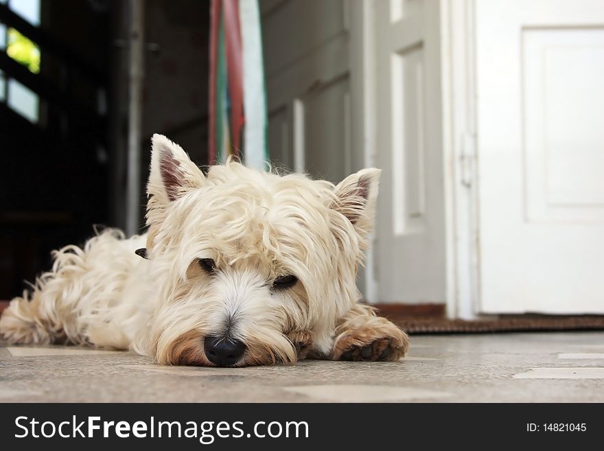 Small Westie dog tired of so much play. Small Westie dog tired of so much play