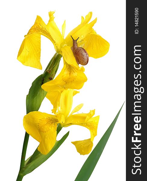 Yellow Iris And A Snail