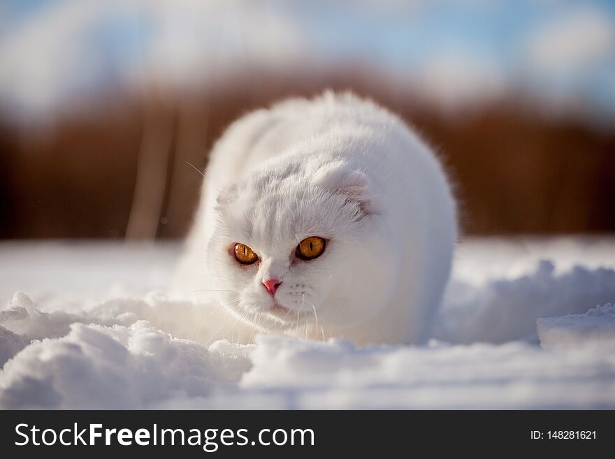 White cottish Fold cat portrait in winter field. White cottish Fold cat portrait in winter field