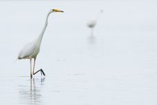 Great White Egret In Mist Stock Images
