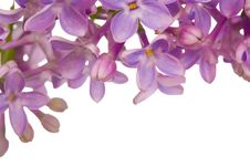 Lilac Flowers Pattern Stock Image Lilac Flowers Pattern Stock Image