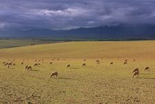Barren Pasture Royalty Free Stock Photo Barren Pasture Royalty Free Stock Photo