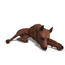 Miniature Pinscher Dog Royalty Free Stock Photography