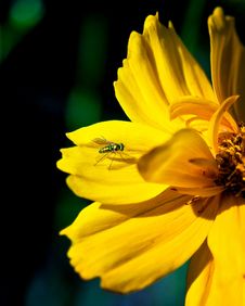 Yellow Flower With A Fly Stock Images Yellow Flower With A Fly Stock Images