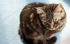 Kitten On A Floor Royalty Free Stock Photo