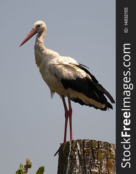White Stork (Ciconia ciconia) on a log. White Stork (Ciconia ciconia) on a log